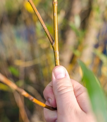 Shrub Pruning Randolph Nj